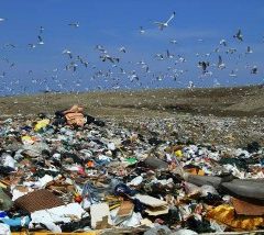 Educação e gestão ambiental, um direito e um dever de todos