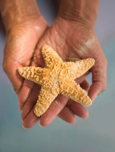 estrela do mar